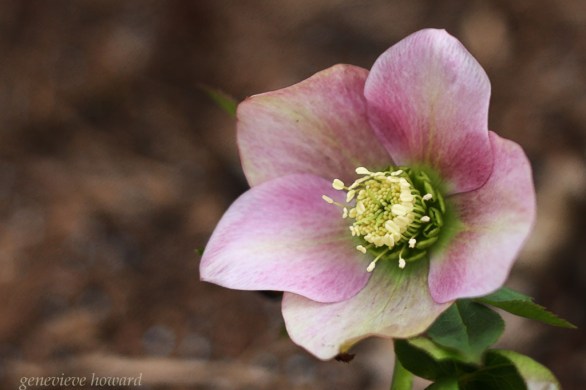 lenten rose