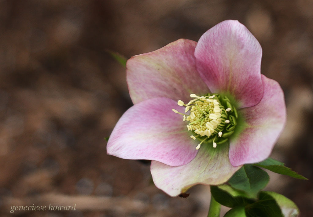 lenten rose