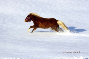 Pixie runs in the snow