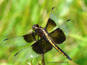 The larval stage of dragonflies may last as long as five years. The adult stage when they have wings and can fly only lasts as long as five or six months. (Wikipedia)