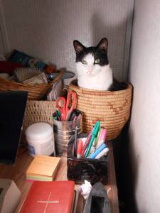 A secondhand cat in a secondhand basket. Love them both!