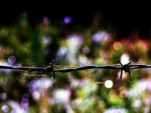 barbed wire