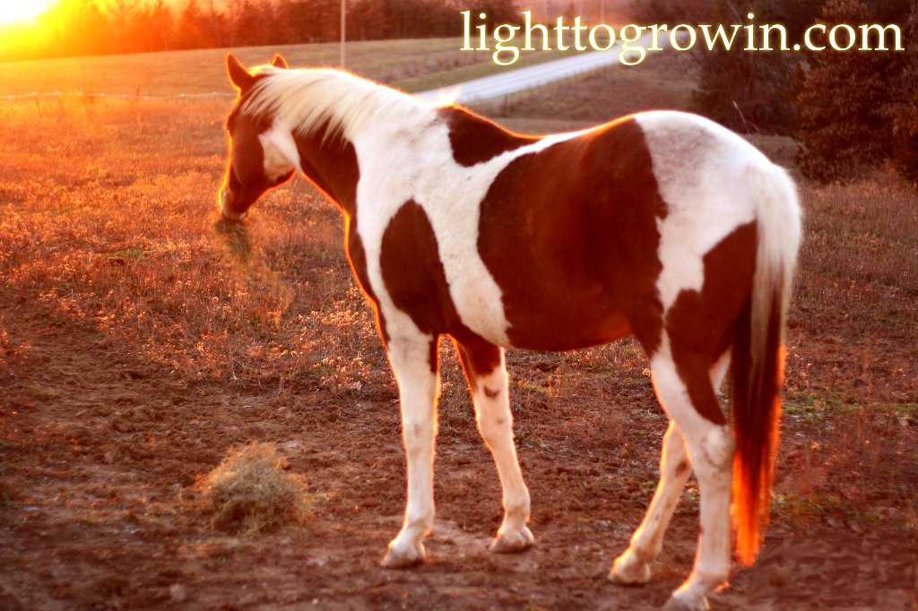 Miko horse at sunset with hay