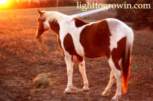 Miko horse at sunset with hay