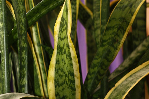 snake plant