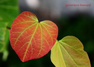 heart leaf valentine