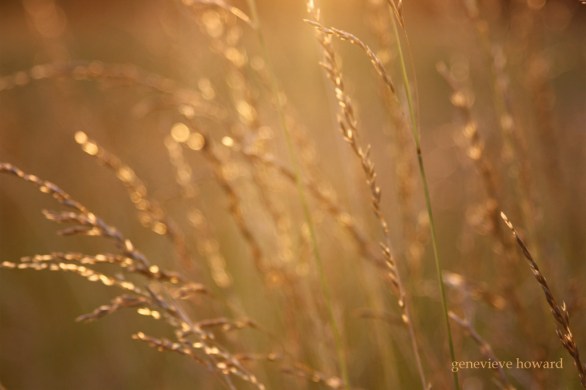 Golden light on the field