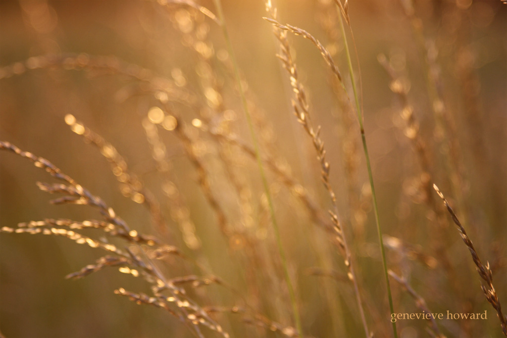 Golden light on the field