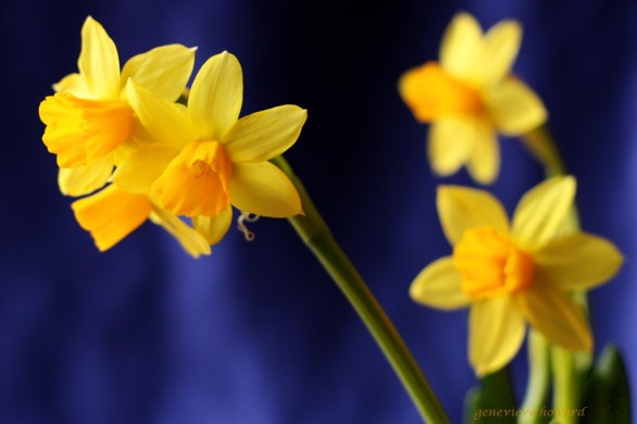 daffodils