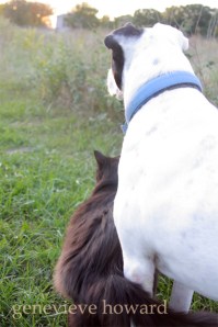 Mercy with Chase the cat