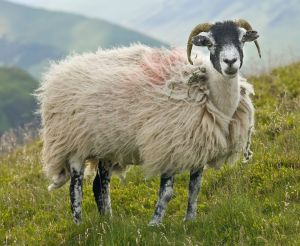 "Swaledale Sheep, Lake District, England - June 2009" by User:Diliff - Own work. Licensed under Creative Commons Attribution-Share Alike 3.0 via Wikimedia Commons