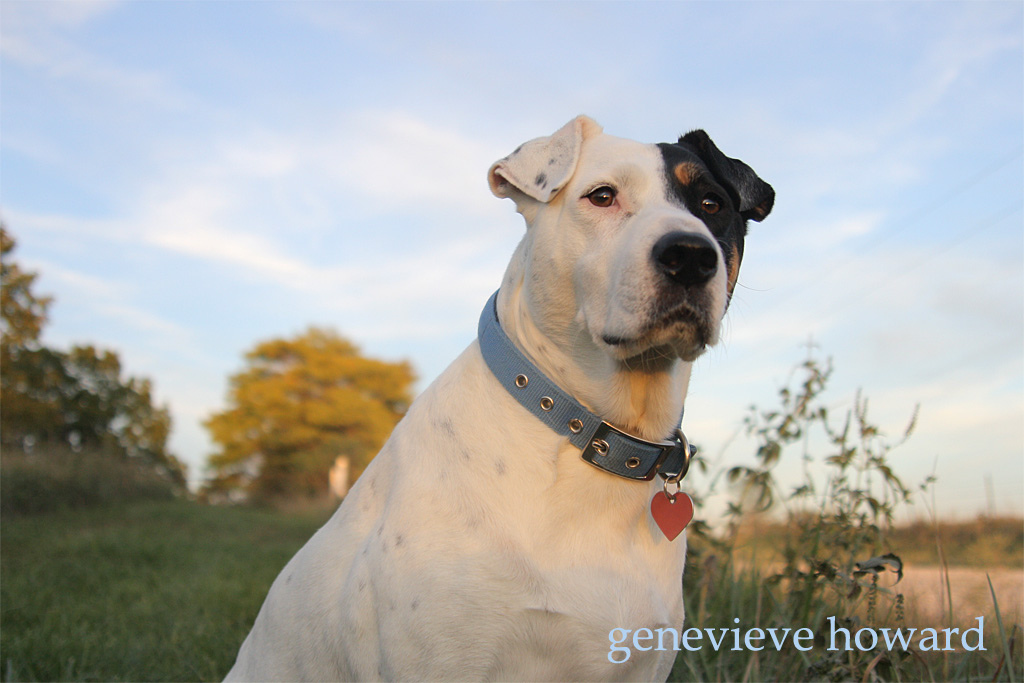 Home is where the dog is.