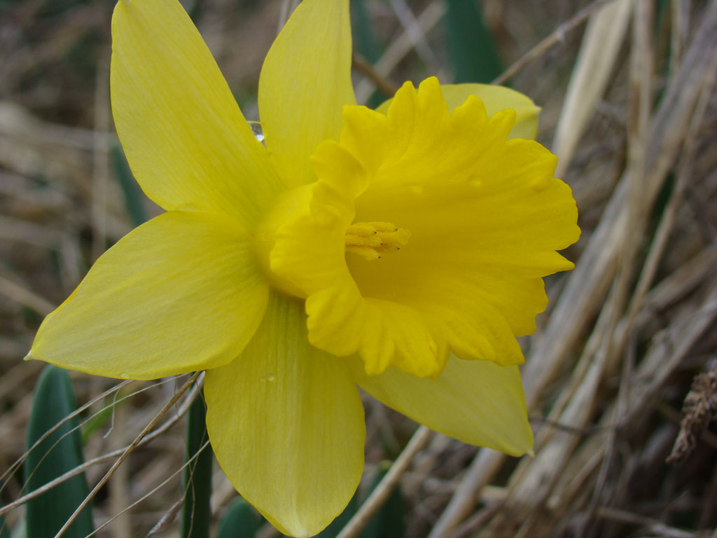 daffodil