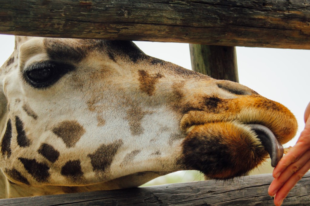 What a treat to feed the giraffe!