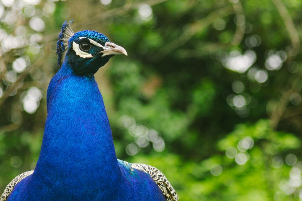 The peacock let us get up close and personal.