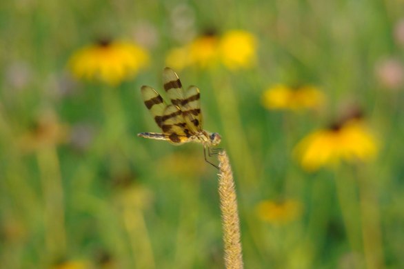 dragonfly