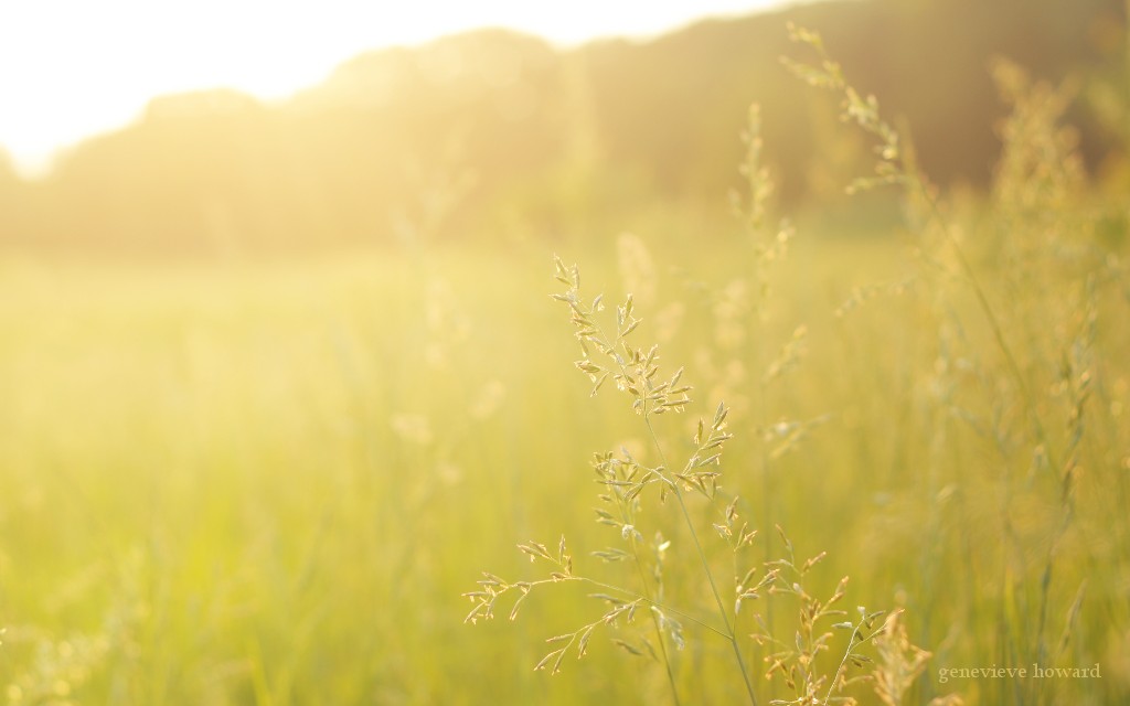 light across the field