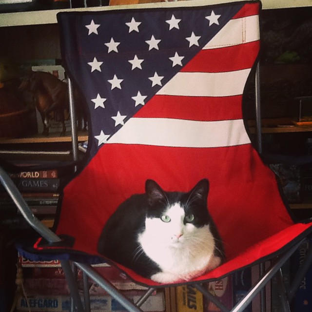 cat on american flag chair